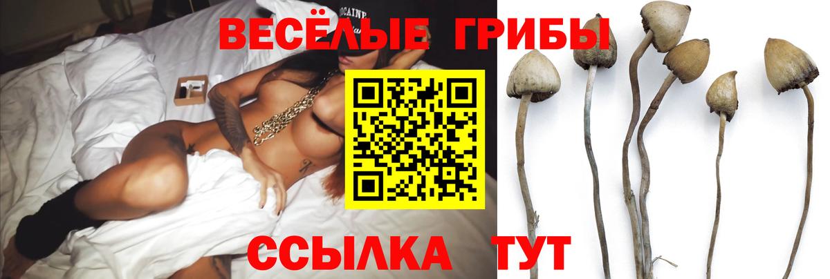 Псилоцибиновые грибы Cubensis  Вход с VPN  Ростов-на-Дону  Псилоцибиновые грибы прущие грибы 